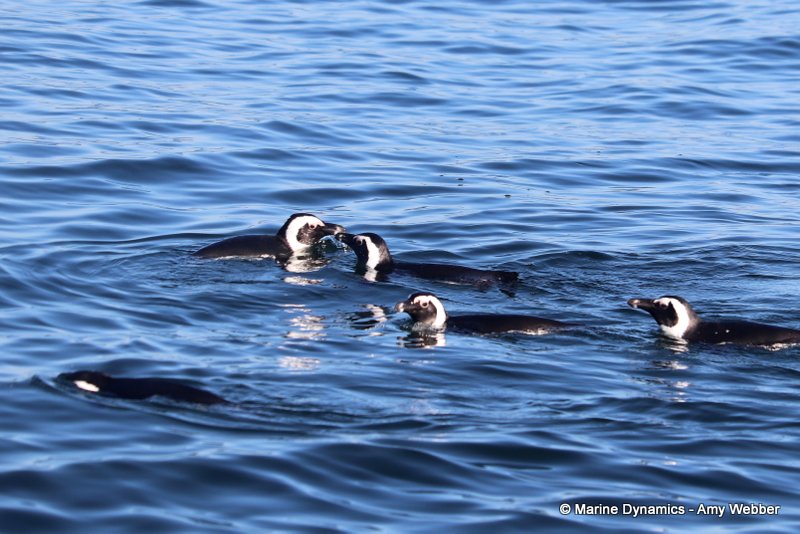 African penguins, South Africa