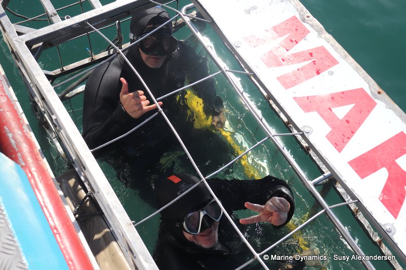 Shark cage diving, South Africa