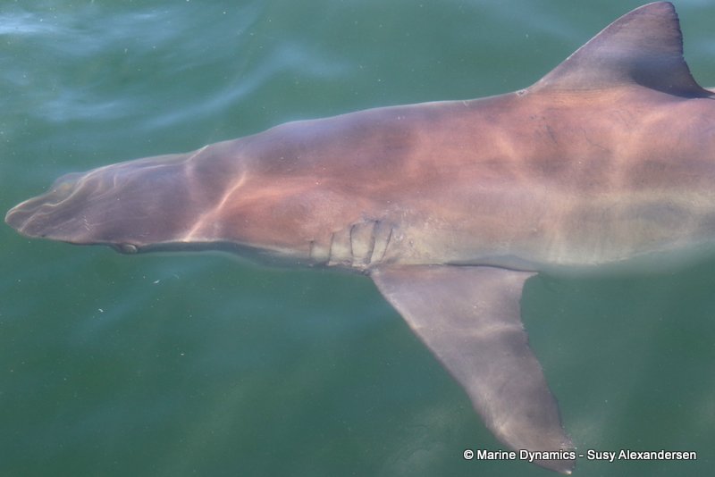 Bronze whaler shark, South Africa