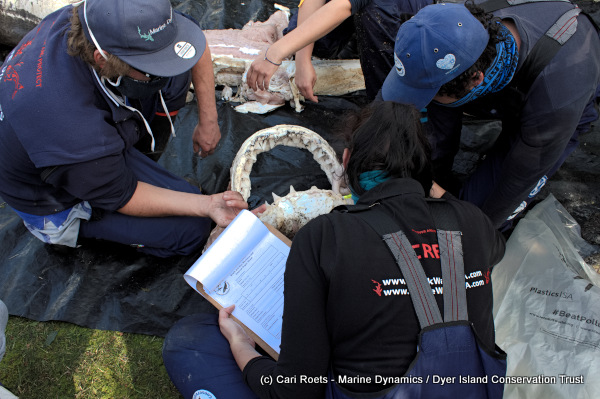 Marine biologists inspecting the Great White shark jaw