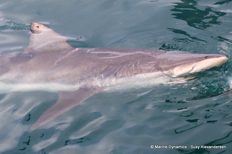 Bronze whaler shark, South Africa
