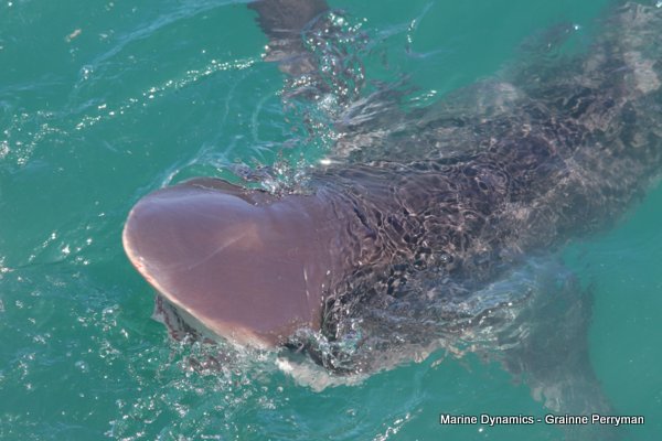 Bronze whaler shark, Shark cage diving, Gansbaai, Western Cape
