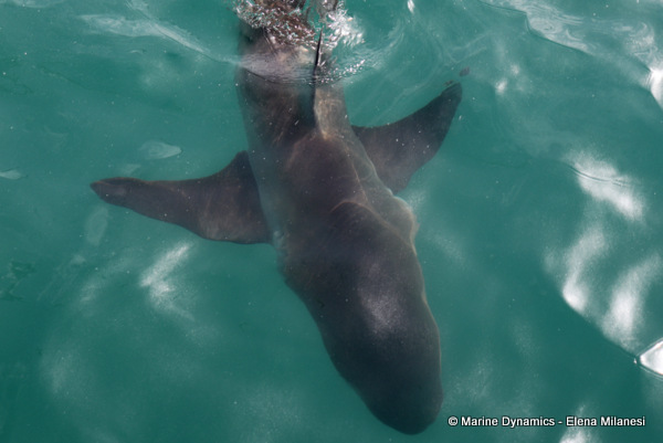 Bronze whaler shark, South Africa