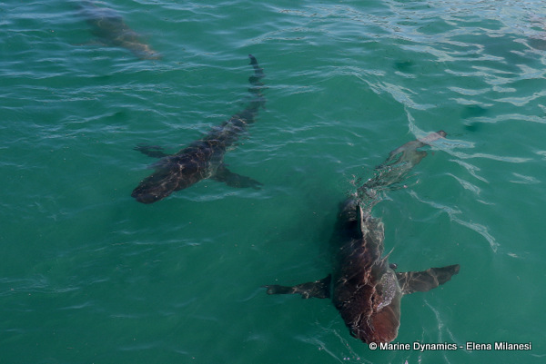 Bronze whaler sharks, South Africa