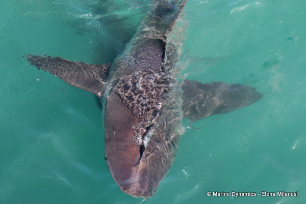 Bronze whaler shark, South Africa