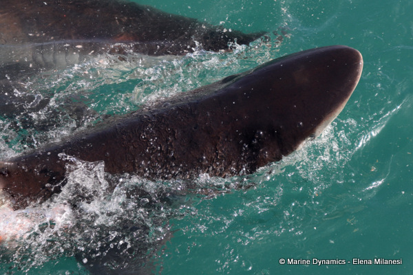 Bronze whaler shark, South Africa