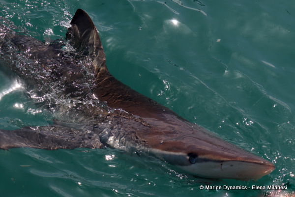 Bronze whaler shark, South Africa