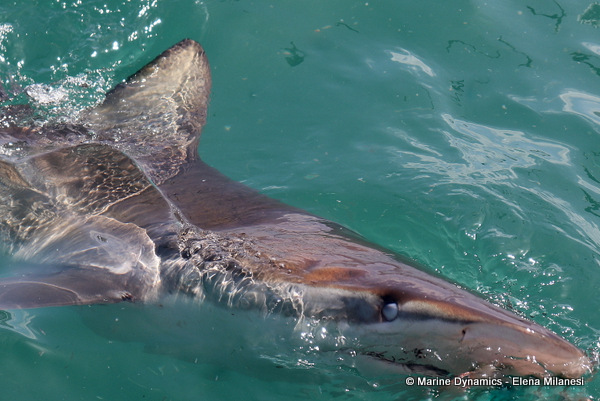 Bronze whaler shark, South Africa