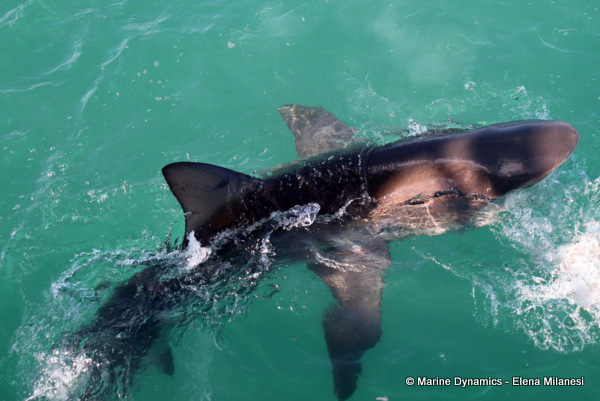 Bronze Whaler shark, South Africa
