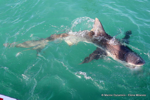 Bronze Whaler shark, South Africa