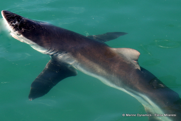 Bronze Whaler shark, South Africa