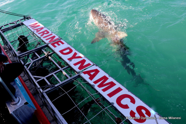 Shark Cage Diving, South Africa
