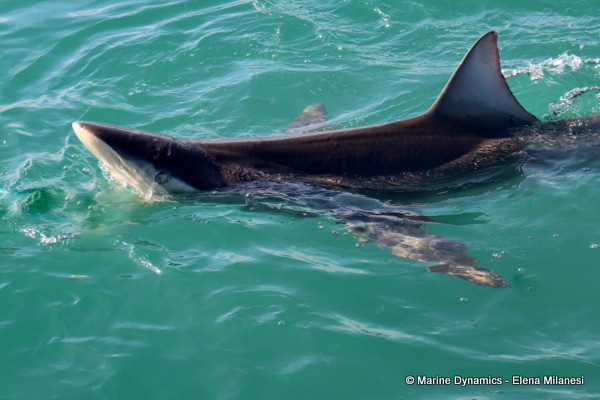 Bronze Whaler shark, South Africa