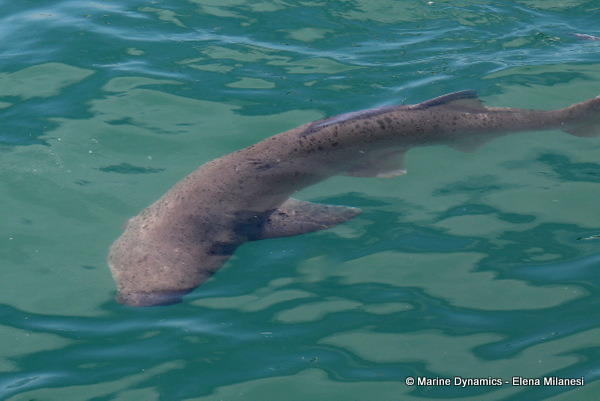 Sevengill shark, South Africa 