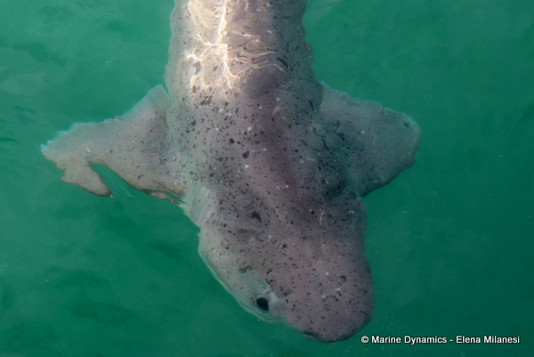 Sevengill shark, South Africa 