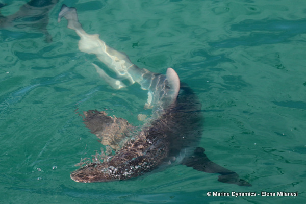 Bronze Whaler shark, South Africa