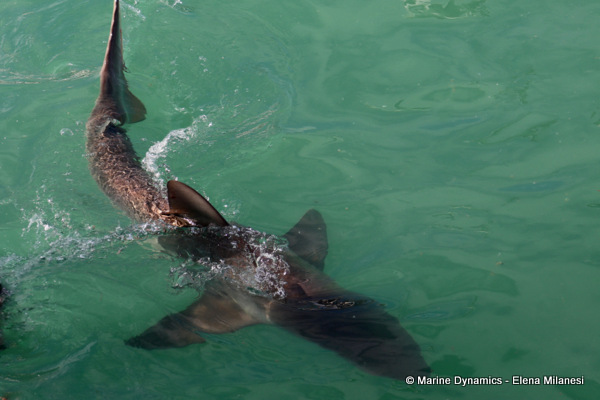 Bronze whaler shark, South Africa
