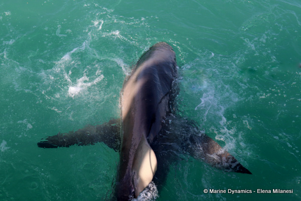 Bronze whaler shark, South Africa