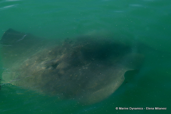 Short-tail stingray, South Africa