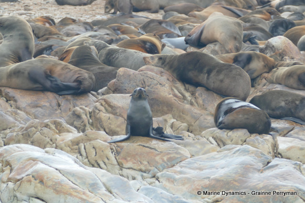 Cape fur seal, South Africa