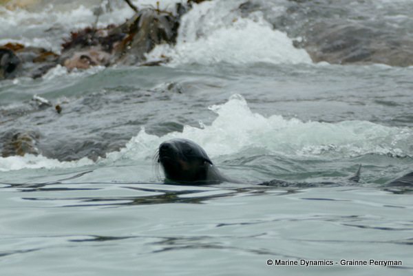Cape fur seal, South Africa