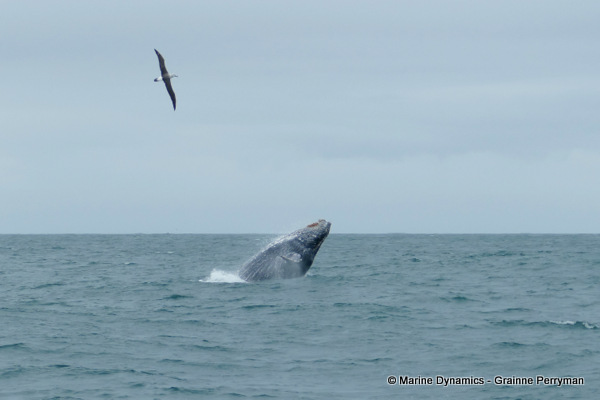 Humpback whale, South Africa