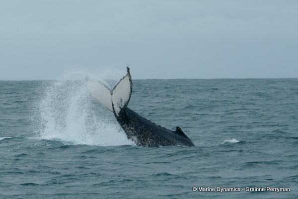 Humpback whale, South Africa