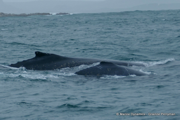 Humpback whale, South Africa