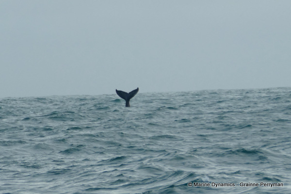 Humpback whale, South Africa