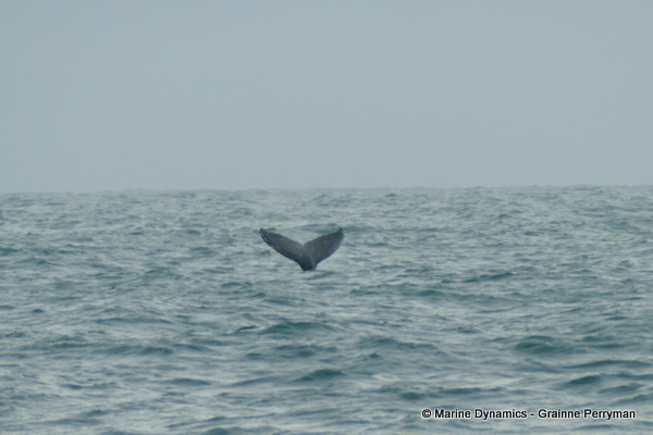 Humpback whale, South Africa