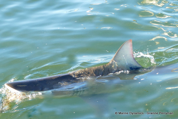 Bronze whaler shark, South Africa