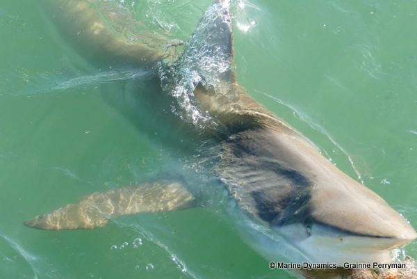 Bronze whaler shark, South Africa