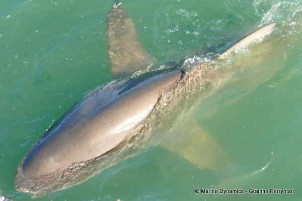 Bronze whaler shark, South Africa