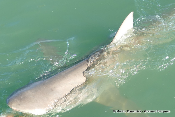 Bronze whaler shark, South Africa