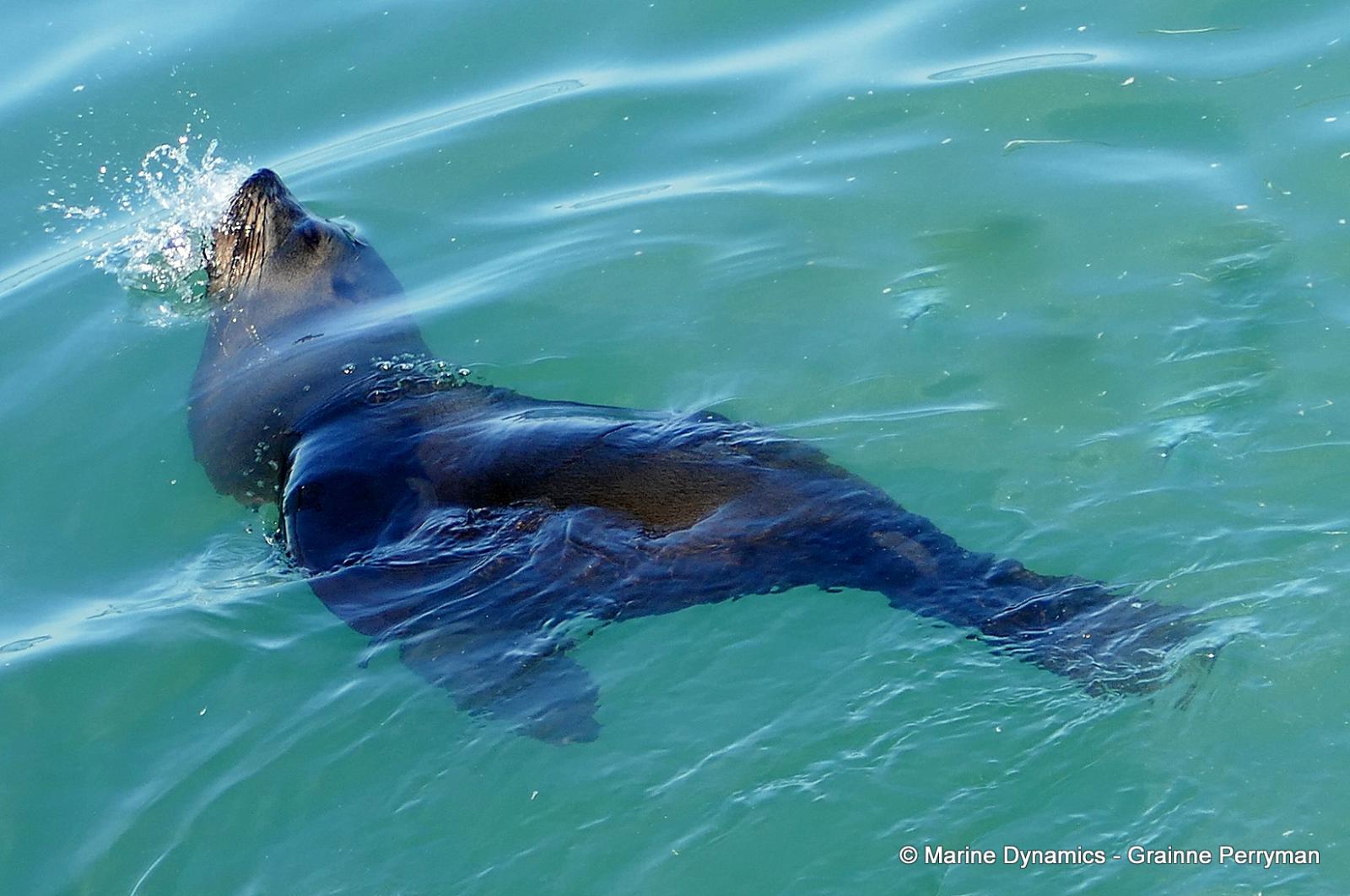 Cape fur seal, South Africa