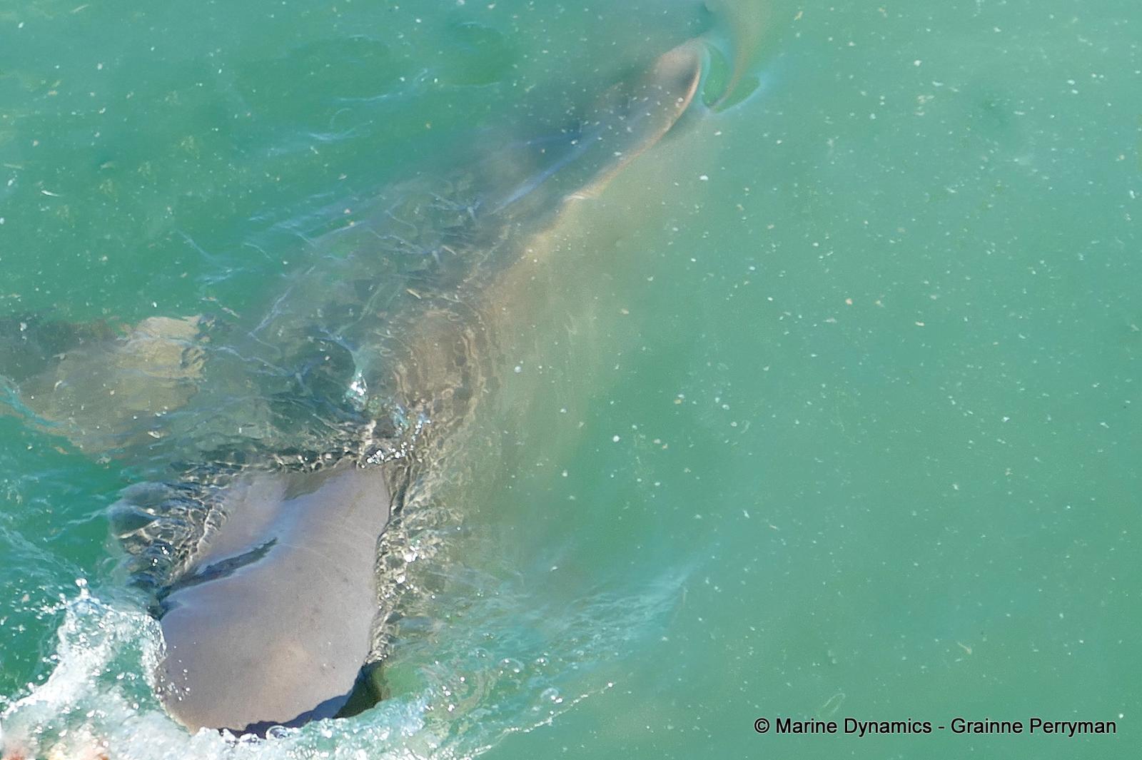 Bronze whaler shark, South Africa
