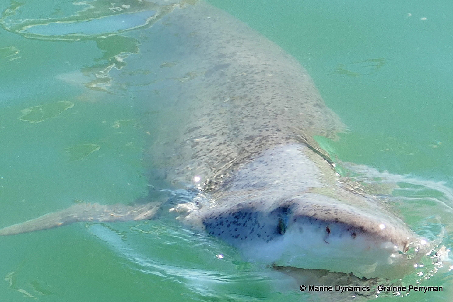 7gill shark, South Africa