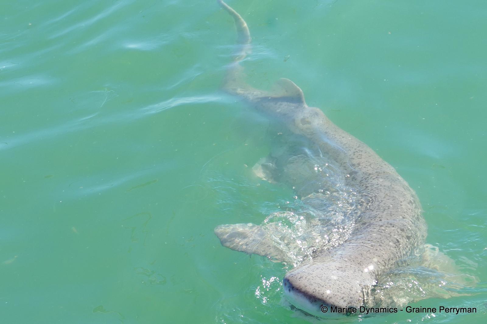 7gill shark, South Africa
