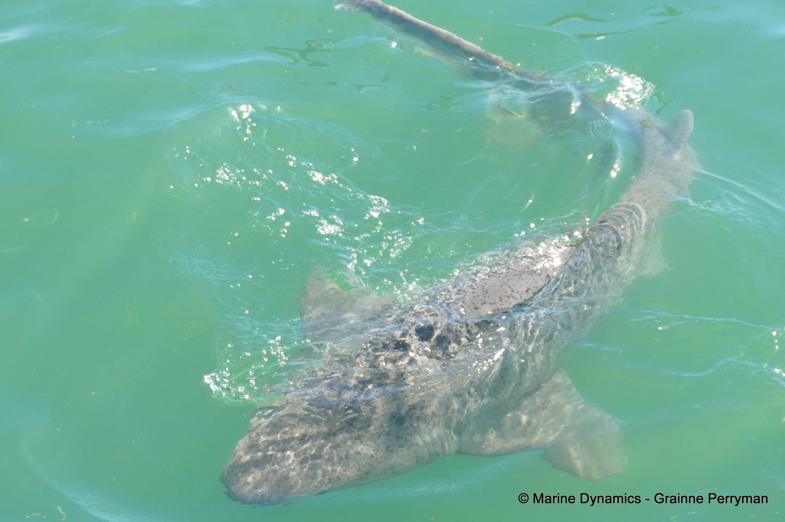7gill shark, South Africa