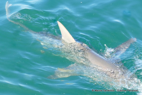 Bronze whaler shark, South Africa