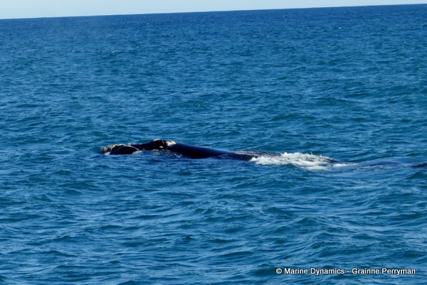 Humpback Whale, South Africa