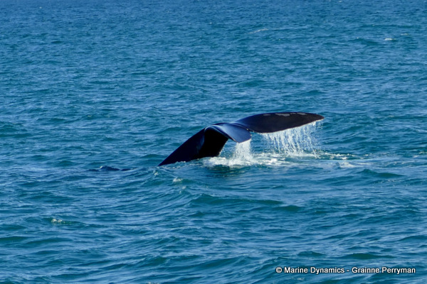 Humpback Whale, South Africa