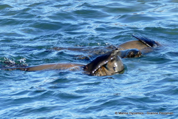 Cape fur seal, South Africa