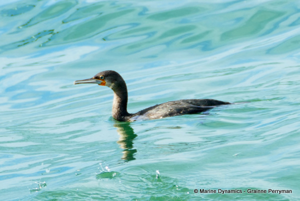 Cape Cormorant, South Africa