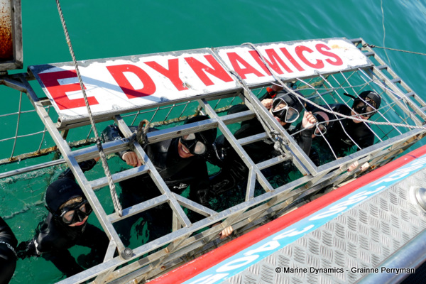 Shark cage diving, South Africa