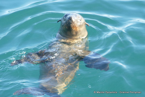 Cape fur seal, South Africa