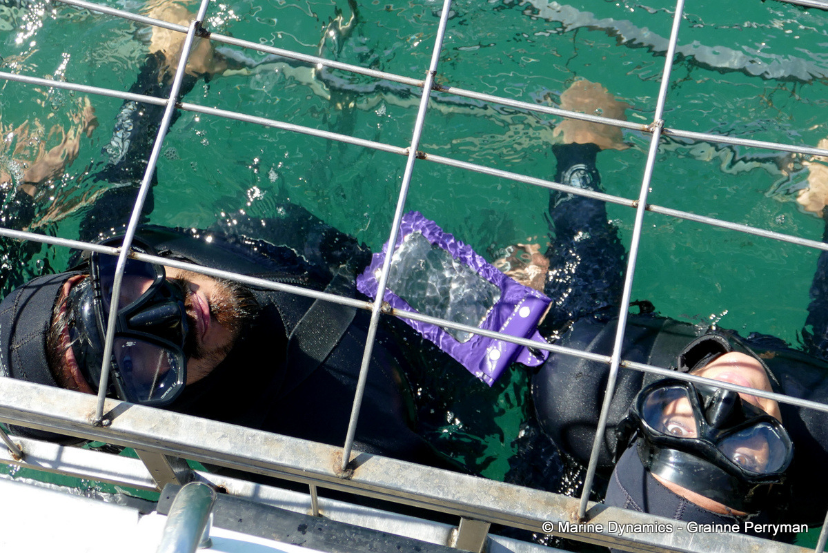 Shark cage diving, South Africa