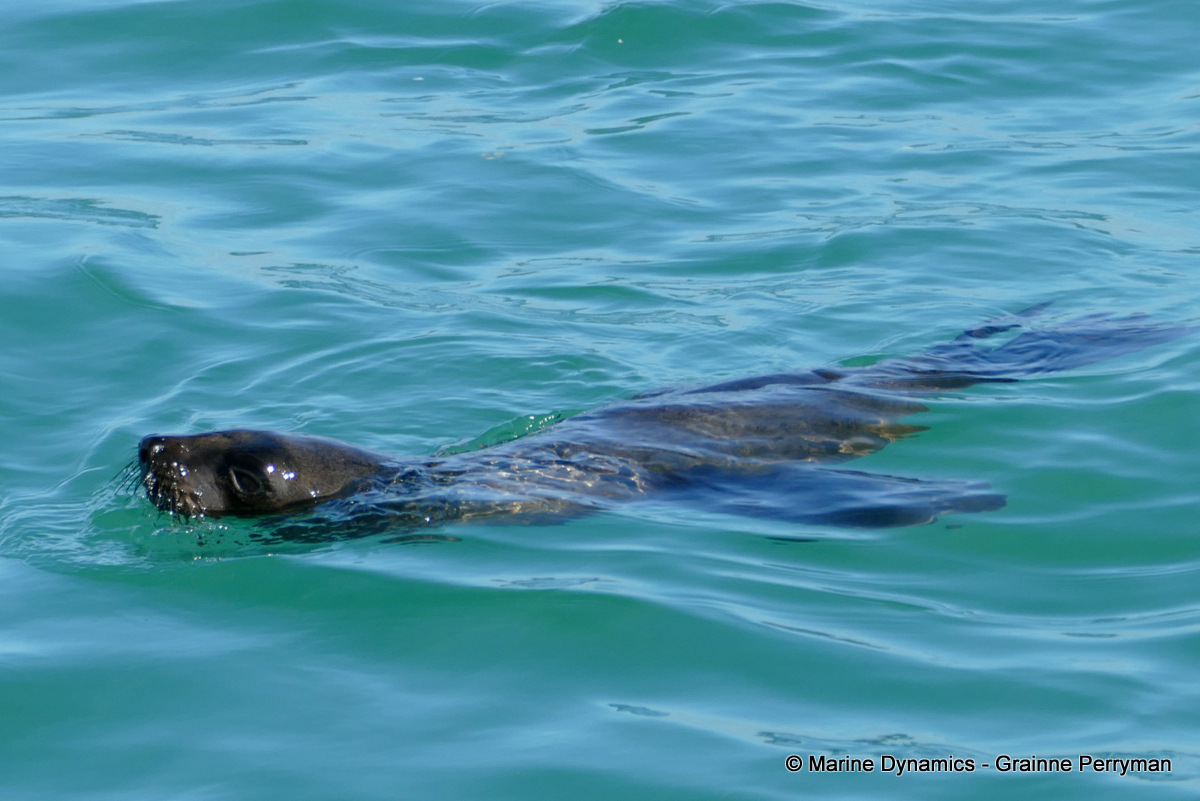 Cape fur seal, South Africa