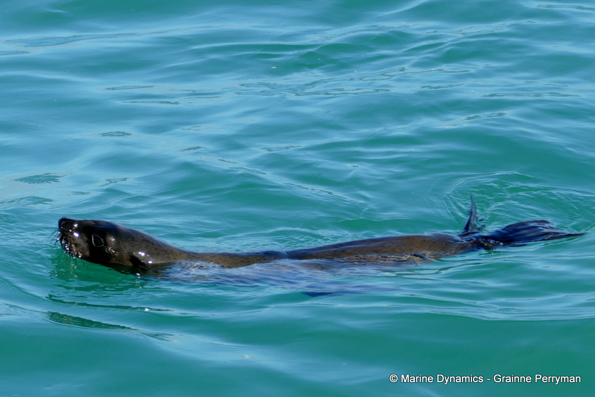 Cape fur seal, South Africa