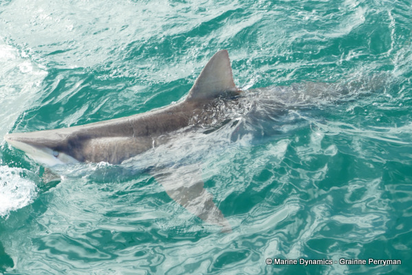 Bronze whaler shark, South Africa